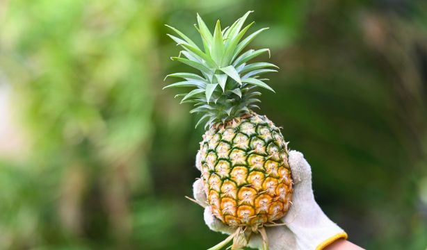El truco definitivo para cortar la piña de forma sencilla y rápida