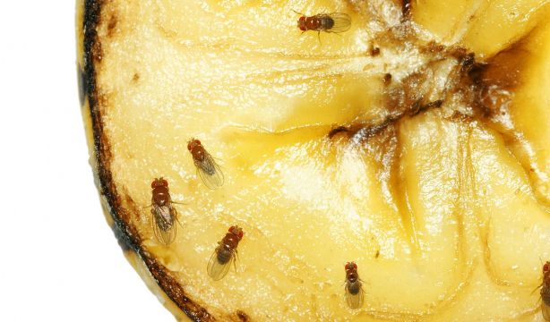 Consejos para mantener alejada a la mosca de la fruta este verano