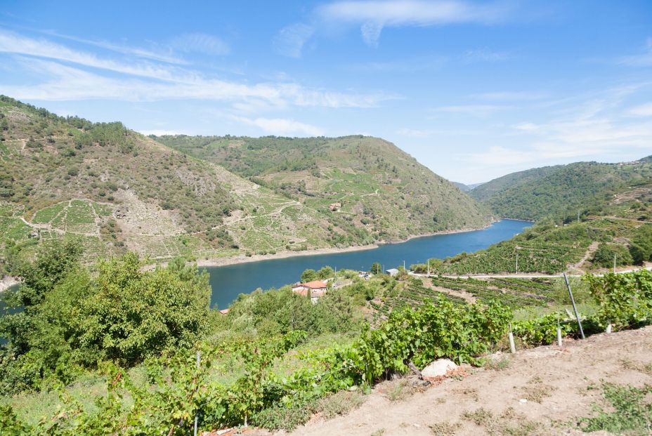 bigstock Vineyards Landscape From Ribei 474103329