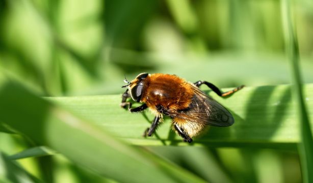 Las moscas de la fruta pueden discriminar entre cantidades numéricas
