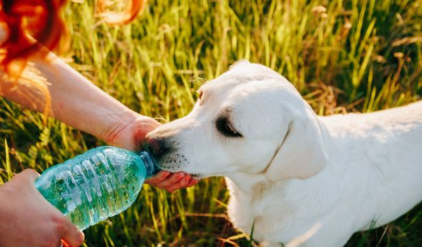 Golpe de calor en mascotas: cómo identificarlo y qué hacer