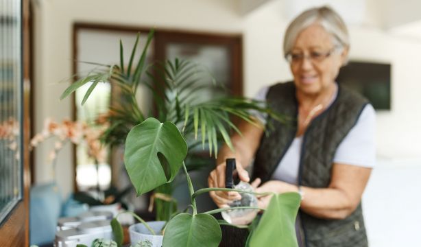 Plantas que absorben el calor y te ayudarán a refrescar tu casa sin esfuerzo. Foto: Bigstock