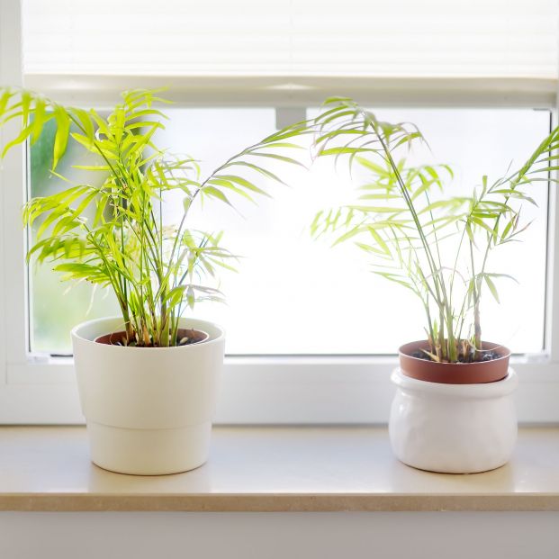 Plantas que absorben el calor y te ayudarán a refrescar tu casa sin esfuerzo. Foto: Bigstock Plantas que absorben el calor y te ayudarán a refrescar tu casa sin esfuerzo. Foto: Bigstock