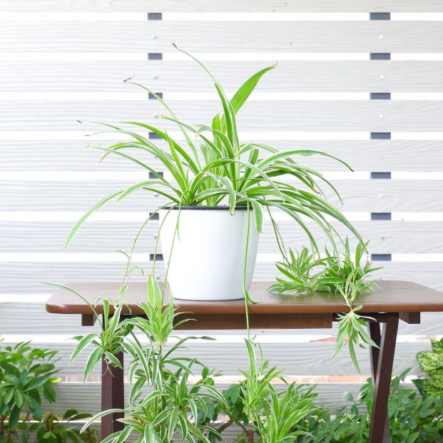 Plantas que absorben el calor y te ayudarán a refrescar tu casa sin esfuerzo. Foto: Bigstock Plantas que absorben el calor y te ayudarán a refrescar tu casa sin esfuerzo. Foto: Bigstock