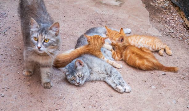 La muerte de decenas de gatos por gripe aviar pone en alerta a la OMS