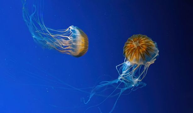 ¿Cómo debemos actuar ante una picadura de medusa?