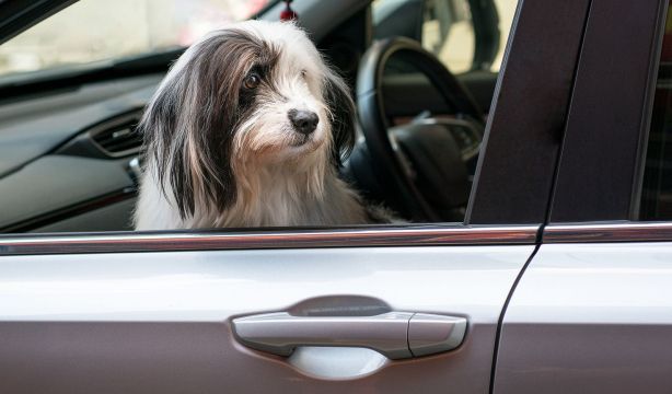 ¿Cómo hay que llevar a las mascotas en el coche? La DGT lo aclara