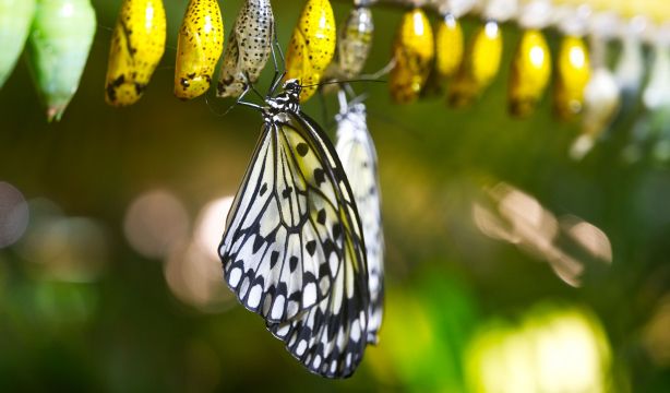 El primer vuelo de la mariposa inspira una nueva fuente de energía