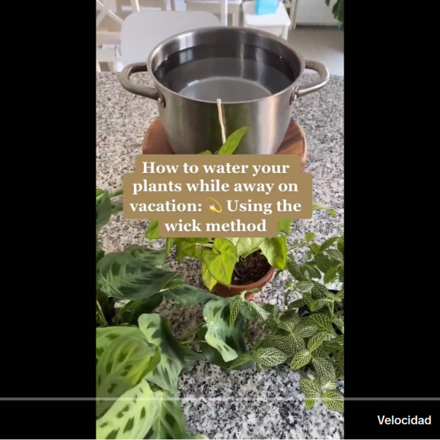 El truco para regar tus plantas mientras te vas de viaje o estás de vacaciones