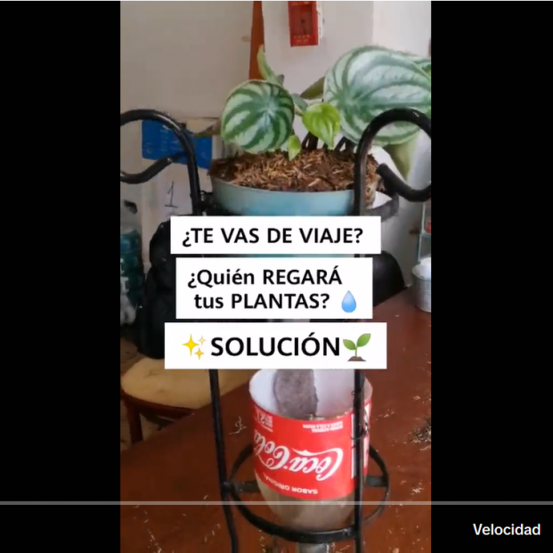 El truco para regar tus plantas mientras te vas de viaje o estás de vacaciones