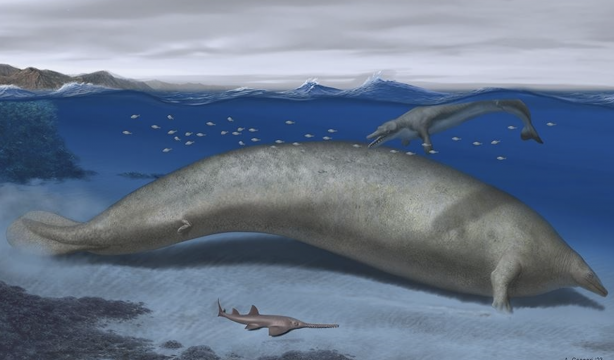 Descubren en Perú restos del animal más grande de todos los tiempos