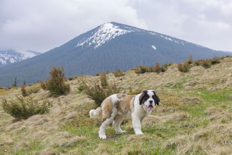 bigstock Saint Bernard alpine Spaniel456020273