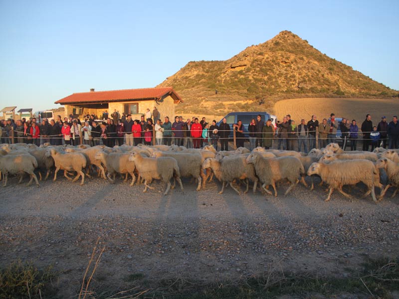 trashumancia carcastillo