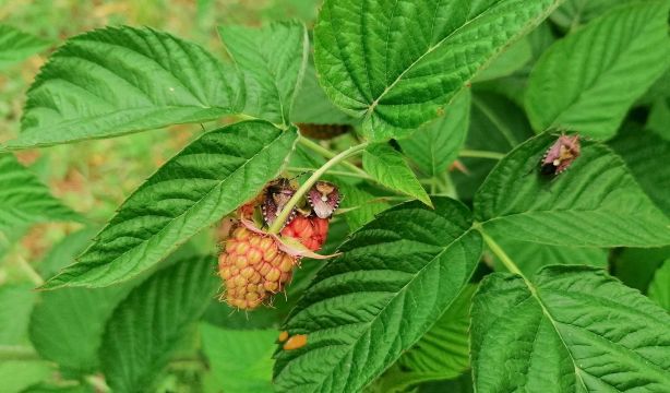 Aumentan las consultas por picaduras de garrapatas: "Son mucho más peligrosas de lo que se cree"