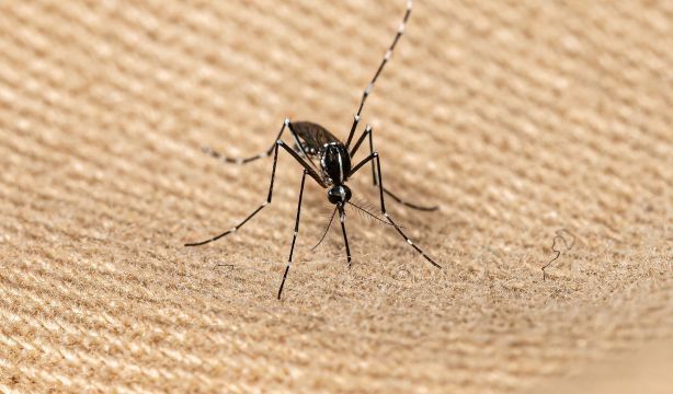 El mapa de España que muestra dónde hay más picaduras de mosquito tigre