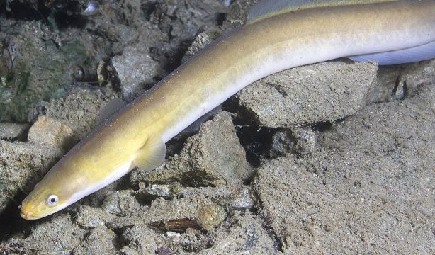 El prodigioso viaje de la anguila y de la angula