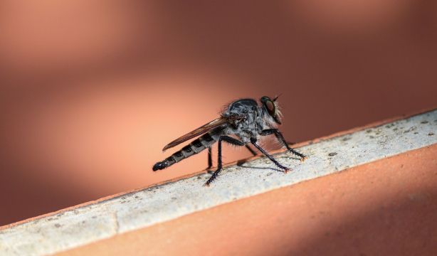 Revelan cuál es el color por el que los mosquitos sienten predilección