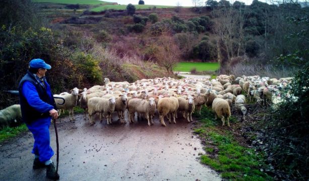 Un millón de euros para reforzar la calidad sanitaria de las ganaderías de la Comunidad de Madrid. Foto: Comunidad de Madrid