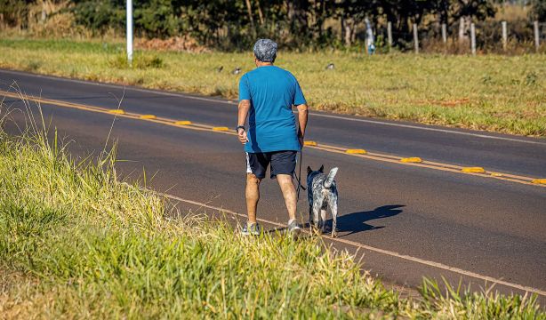 Más de 3.400 perros y gatos fueron atropellados en España en 2022