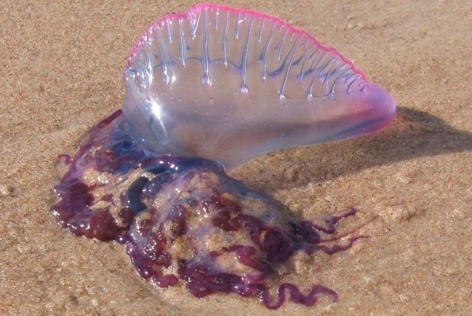 EuropaPress 1658029 sueca activa dispositivo preventivo carabela portuguesa EuropaPress 1658029 sueca activa dispositivo preventivo carabela portuguesa