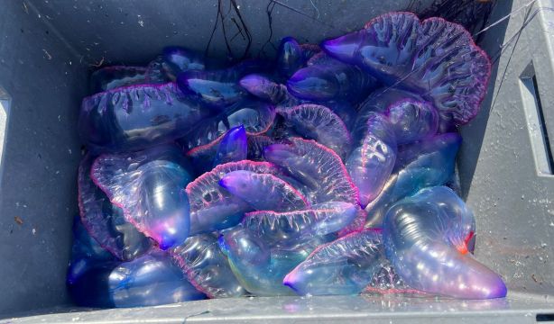 Alerta por la presencia de carabelas portuguesas: "Son unas medusas más peligrosas de lo normal"