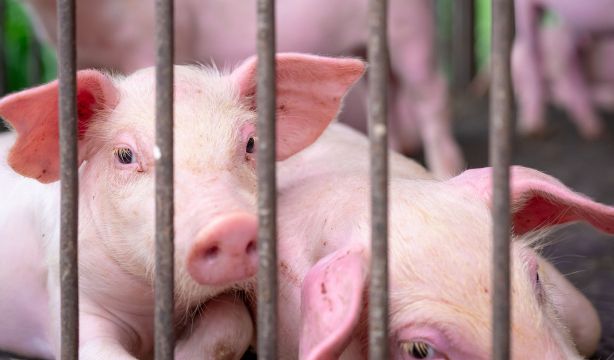 Estados Unidos confirma el primer caso en humanos de gripe porcina A (H1N2)