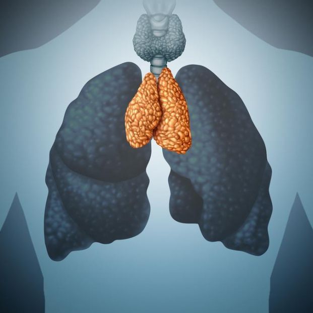Revelan la importancia del timo en adultos para prevenir el cáncer y las enfermedades autoinmunes