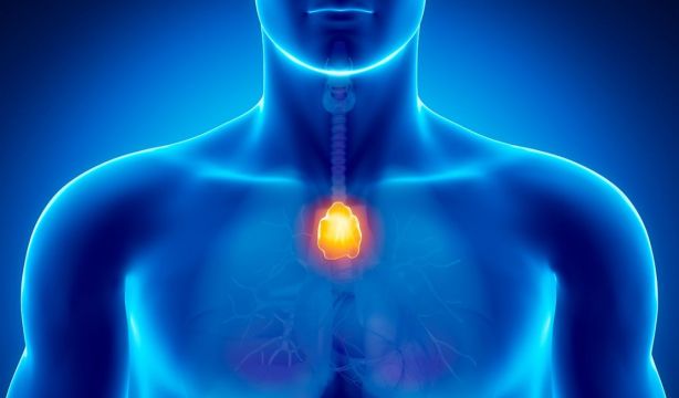 Revelan la importancia del 'timo' en adultos para prevenir el cáncer y las enfermedades autoinmunes