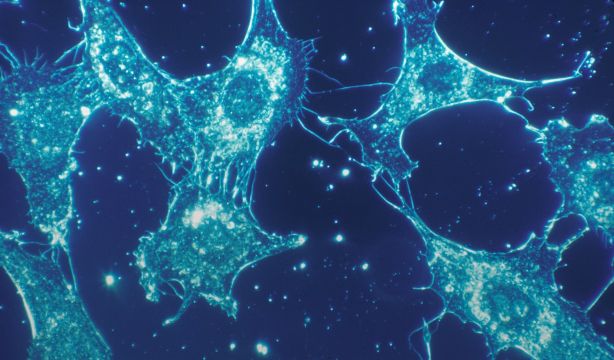 Crean un reloj universal capaz de estimar la esperanza de vida en todos los mamíferos