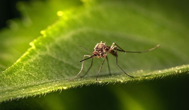 ¡Cuidado! Las altas temperaturas provocan una expansión peligrosa del mosquito tigre