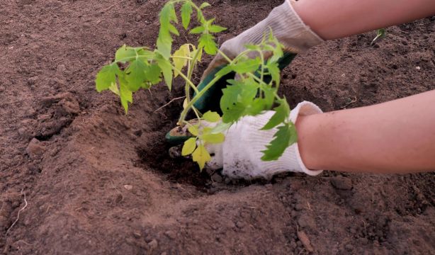 Germinados: ¿son el 'superalimento' que dicen que son?