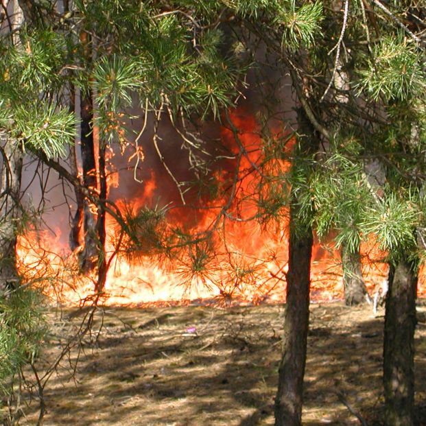 Qué hacer si te ves inmerso en un incendio forestal