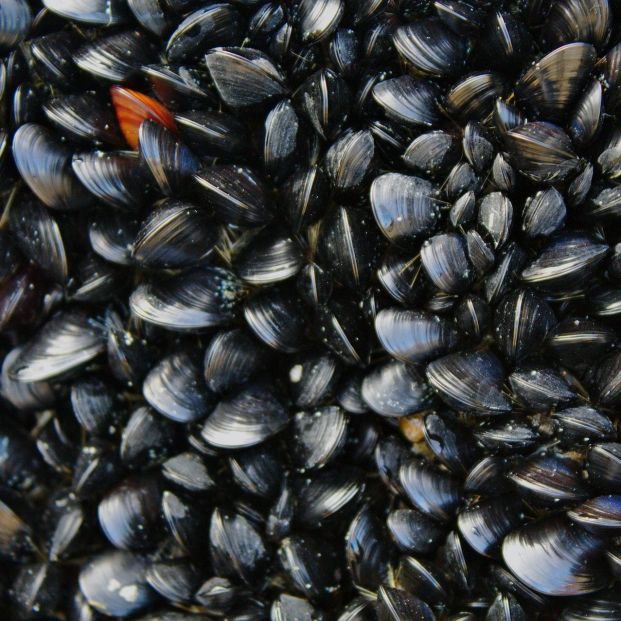 Los mejillones liberan células inmunes en respuesta a lesiones e infecciones, según un estudio