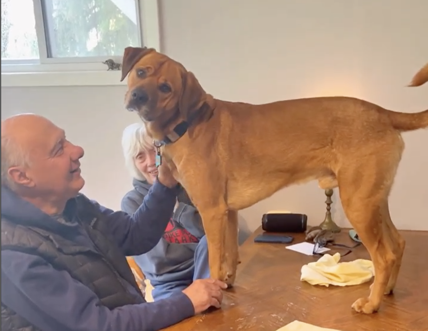 Myko, el perro más feliz del mundo cuando visita a sus abuelos