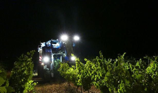 Vinos de Rueda: la Denominación de Origen comienza a vendimiar las uvas Sauvignon Banc y Chardonnay. Foto: DO Rueda