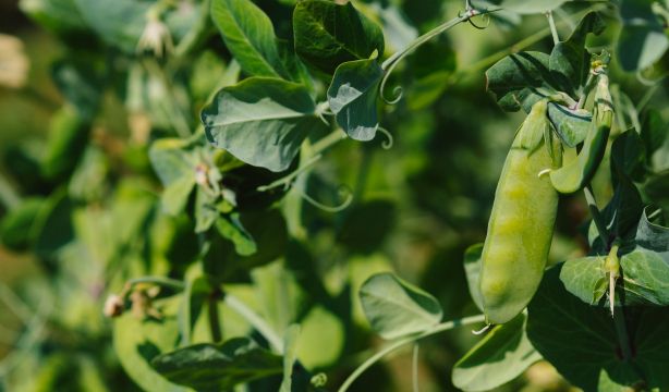 Mejoran el genóma de una planta clave para combatir el Covid