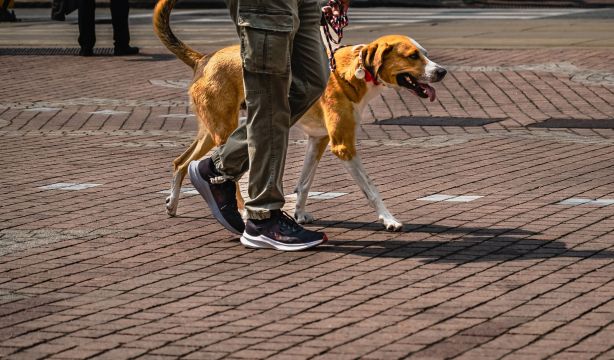 León obligará a los dueños de mascotas a limpiar los orines con líquidos biodegradables