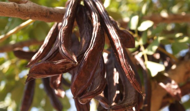 Contra la sequía: Recuperar legumbres olvidadas como la almorta o alholva y cultivar superalimentos. Foto: EuropaPress