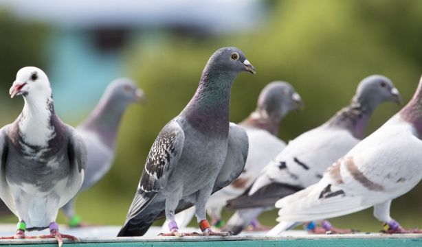 Estos son los colores más afectados por las defecaciones de las palomas en los coches