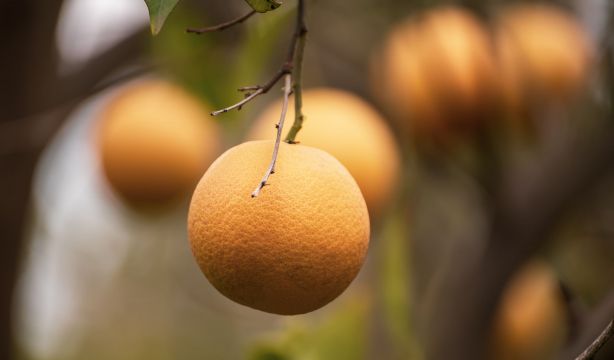 La fruta rica en vitamina B12 recomendada para los mayores de 50 años. Foto: Bigstock