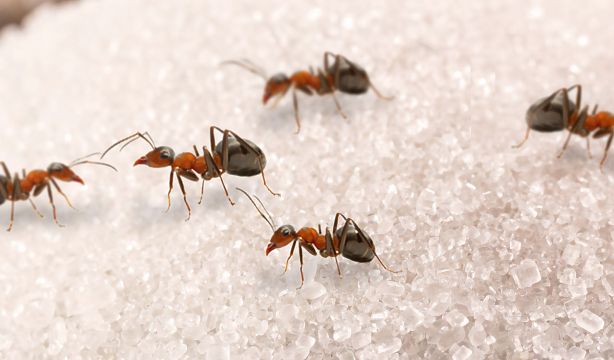 La hormiga roja de fuego entra en Europa y amenaza con llegar a España