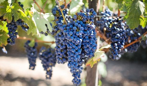 Logran secuenciar el genoma de la vid para ayudar a diseñar el "viñedo del futuro"