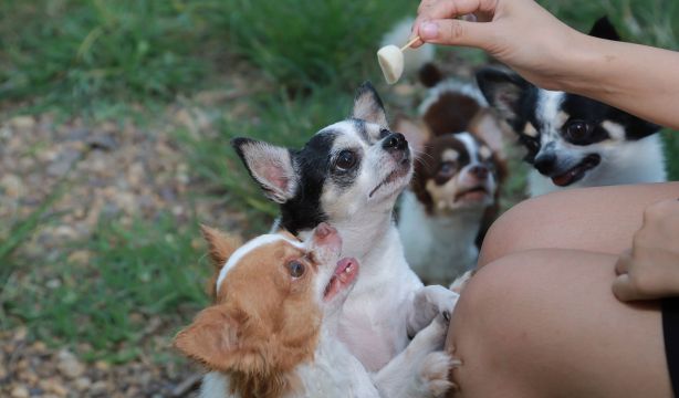 Los perros pequeños, los preferidos de los españoles debido al auge de los 'minipisos'