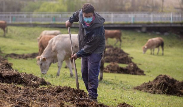 EuropaPress 3622534 roberto extiende estiercol finca donde pastan vacas barrio tolda lugo