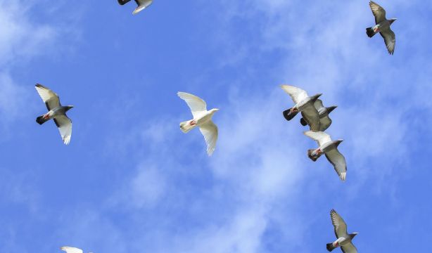 La extinción masiva provocada por el hombre está eliminando ramas enteras del árbol de la vida