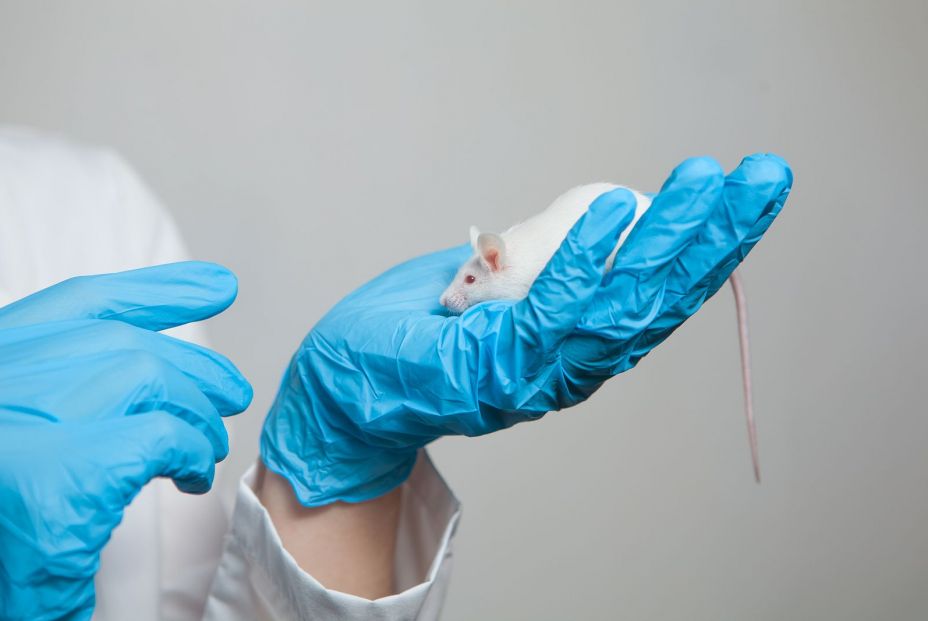 Los crustáceos, insectos y hongos favorecen la digestión y contrarrestan la obesidad. Experimento ratón (Big Stock) Los crustáceos, insectos y hongos favorecen la digestión y contrarrestan la obesidad. Experimento ratón (Big Stock)