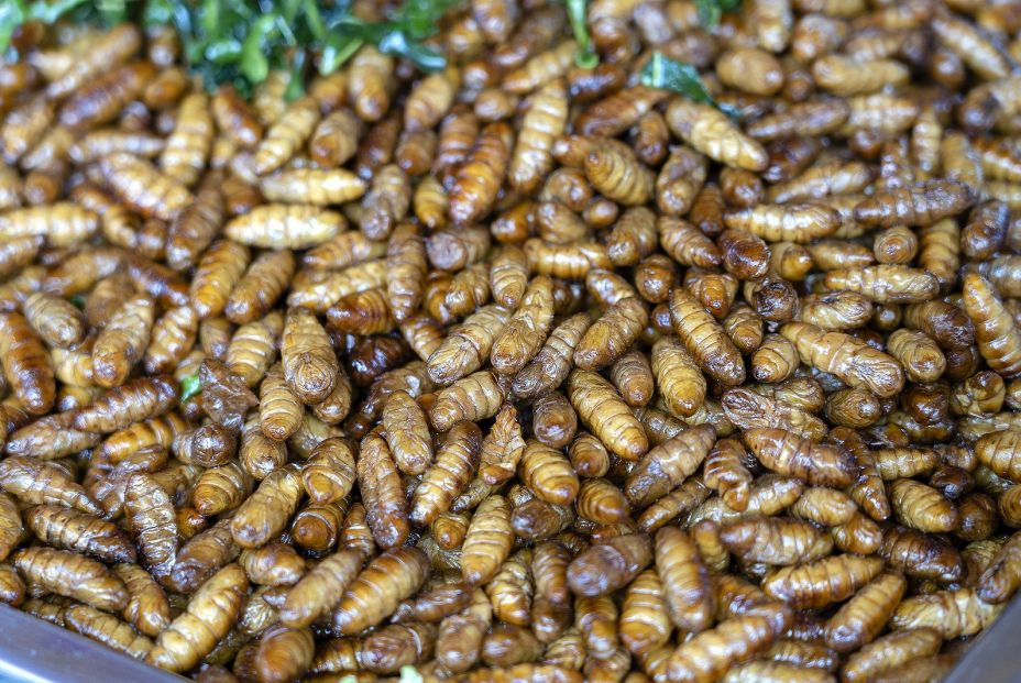 Seda de araña: una atractiva alternativa sostenible a las fibras sintéticas Seda de araña: una atractiva alternativa sostenible a las fibras sintéticas