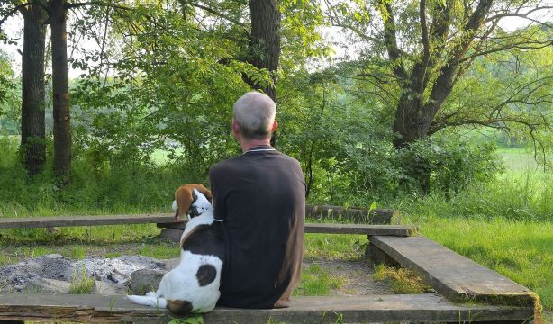 Seguro para los perros: ¿es obligatorio tenerlo?