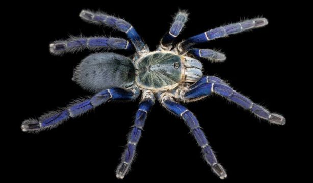 Descubren una tarántula azul eléctrico, un color extraño en animales