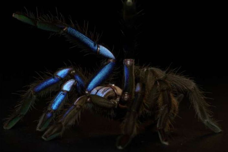 Tarántula azul